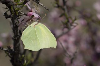 Anadolu Orakkanad (Gonepteryx farinosa)