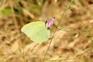 Anadolu Orakkanad (Gonepteryx farinosa)