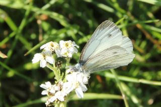 izgili Da Beyazmelei (Pieris bryoniae)