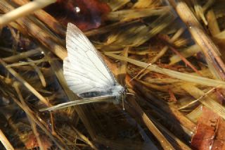 izgili Da Beyazmelei (Pieris bryoniae)