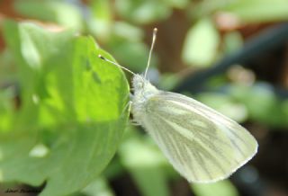 Yalanc Beyazmelek (Pieris pseudorapae)