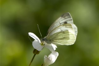 Yalanc Beyazmelek (Pieris pseudorapae)