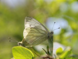 Yalanc Beyazmelek (Pieris pseudorapae)