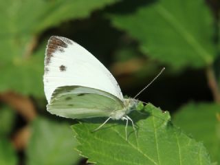 Yalanc Beyazmelek (Pieris pseudorapae)