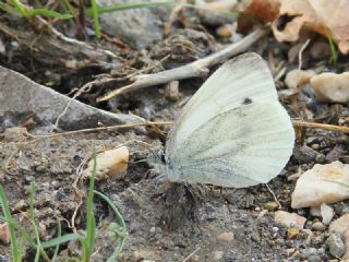 Yalanc Beyazmelek (Pieris pseudorapae)