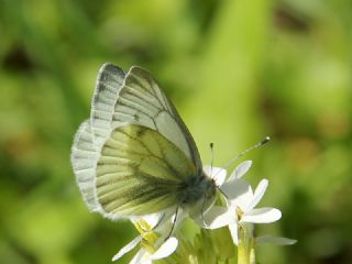 Yalanc Beyazmelek (Pieris pseudorapae)