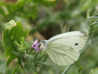 Yalanc Beyazmelek (Pieris pseudorapae)