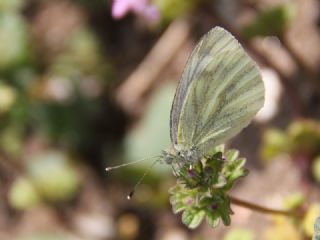 Yalanc Beyazmelek (Pieris pseudorapae)