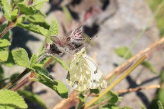 Doruklarn Beneklimelei (Pontia callidice)