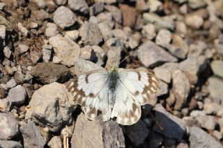 Doruklarn Beneklimelei (Pontia callidice)