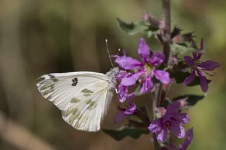 K���k Beneklimelek&nbsp;(Pontia&nbsp;chloridice)