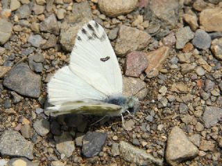 Kk Beneklimelek (Pontia chloridice)