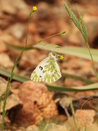 Kk Beneklimelek (Pontia chloridice)