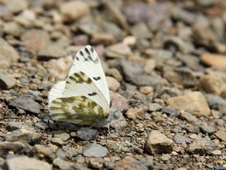 Kk Beneklimelek (Pontia chloridice)