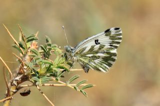 Kk Beneklimelek (Pontia chloridice)