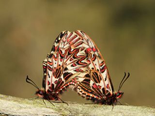 Gney Fistosu (Zerynthia polyxena)