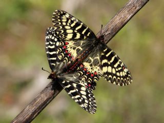 Gney Fistosu (Zerynthia polyxena)