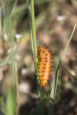 Gney Fistosu (Zerynthia polyxena)