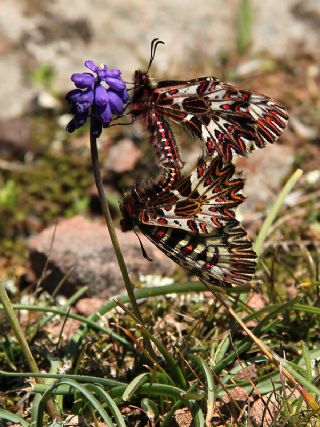 Gney Fistosu (Zerynthia polyxena)