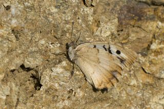 Kzl Cad (Chazara bischoffii)