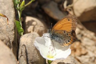 Rus Zpzp Perisi (Coenonympha leander)