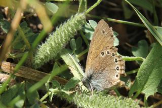 Rus Zpzp Perisi (Coenonympha leander)