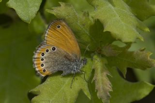 Rus Zpzp Perisi (Coenonympha leander)