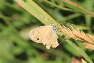 ran Zpzp Perisi (Coenonympha saadi)