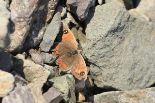 Kafkas Gzelesmeri (Erebia graucasica )