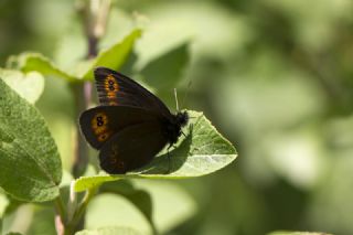 Orman Gzelesmeri (Erebia medusa )