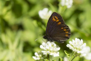 Orman Gzelesmeri (Erebia medusa )