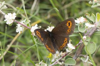 Orman Gzelesmeri (Erebia medusa )