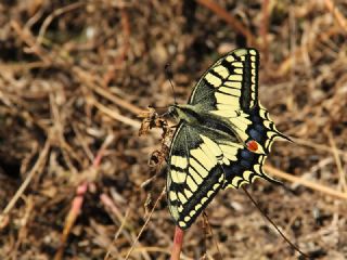 Krlangkuyruk (Papilio machaon)