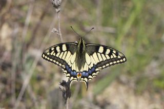Krlangkuyruk (Papilio machaon)