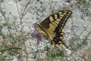 K�rlang��kuyruk&nbsp;(Papilio&nbsp;machaon)