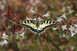 K�rlang��kuyruk&nbsp;(Papilio&nbsp;machaon)