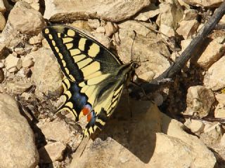 Krlangkuyruk (Papilio machaon)