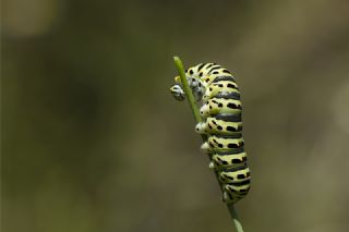Krlangkuyruk (Papilio machaon)