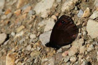 Mecnun Gzelesmeri (Erebia melancholica)