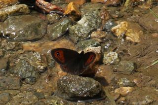 Mecnun Gzelesmeri (Erebia melancholica)