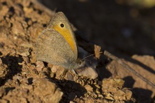 Kk Esmerperi (Hyponephele lycaon)