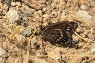 Beyaz Damarl Pirireis (Satyrus amasinus)