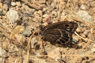 Beyaz Damarl Pirireis (Satyrus amasinus)