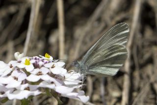 Narin Orman Beyaz (Leptidea sinapis)