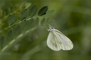 Narin Orman Beyaz (Leptidea sinapis)