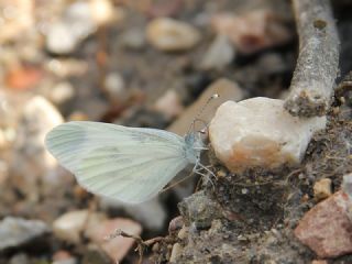 Narin Orman Beyaz (Leptidea sinapis)