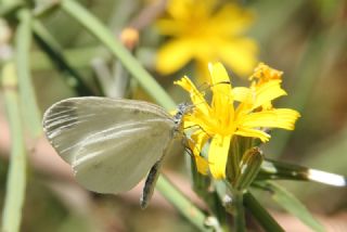 Narin Orman Beyaz (Leptidea sinapis)