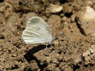 Narin Orman Beyaz (Leptidea sinapis)