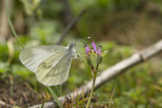 Narin Orman Beyaz (Leptidea sinapis)