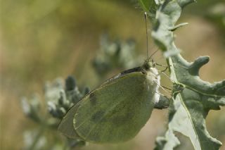 Byk Beyazmelek  (Pieris brassicae)